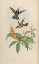 Sternoclyta cyanopectus